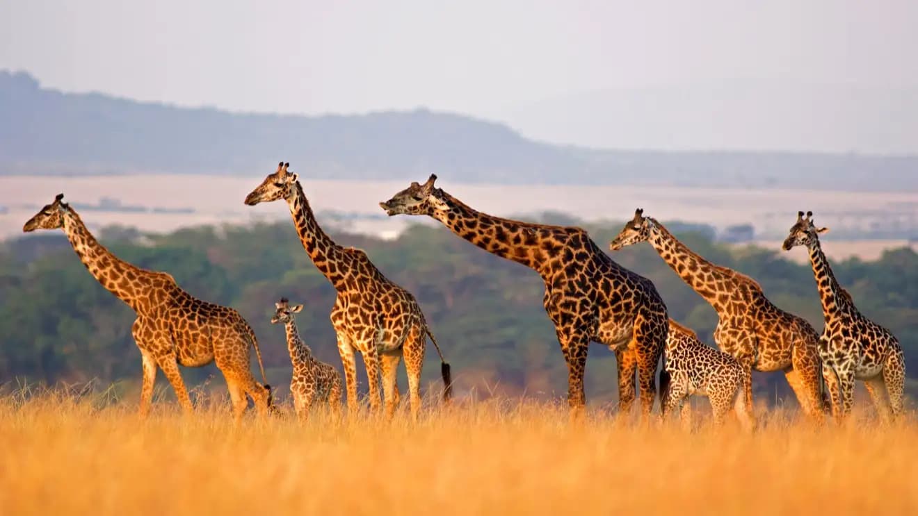 Reise nach Kenia